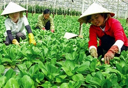 Vĩnh Phúc hỗ trợ nông dân sản xuất hàng hóa nông sản chất lượng cao